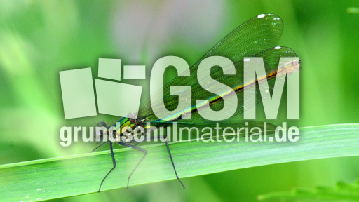 Gebänderte Prachtlibelle - Weibchen (4).jpg